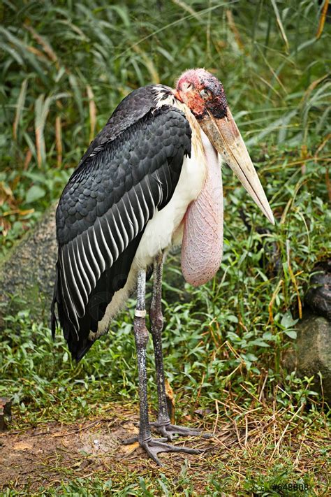marabou stork